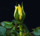 yellow rosebud