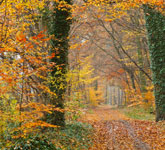 autumn path picture